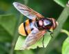 Volucella zonaria